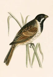 Marsh Bunting, illustration from 