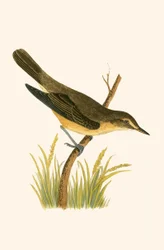Marsh Warbler, illustration from 