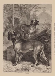 Mastiffs