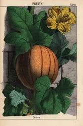 Melon, with Ripe Orange Fruit, Yellow Flower, and Large Dark Green Leaves, from 