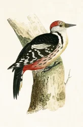 Middle Spotted Woodpecker, illustration from 