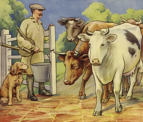 Milking time