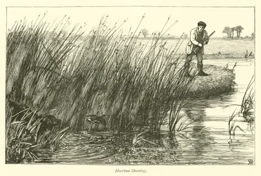 Moorhen Shooting
