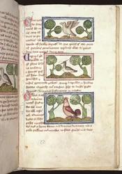 Three birds on the ground, from a Bestiary, early 14th century