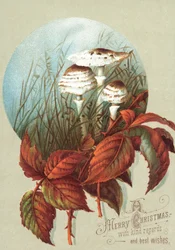 Mushrooms and Leaves