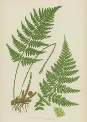 Narrow Prickly Toothed Fern