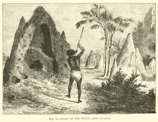 Nets of the White Ants, Termites