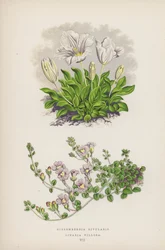 Nierembergia Rivularis; Linaria Villosa
