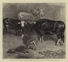 Notes at the Zoological Gardens, Brahmin Bull, Gayal Cow, and Hybrid Heifer and Calf