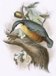 Nuthatch