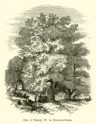 Oak of Henry IV, at Fontainebleau