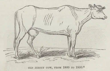 Old Jersey cow, from 1800 to 1830