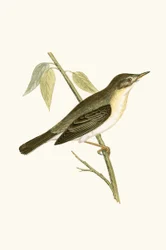 Olivaceous Warbler, Illustration from 
