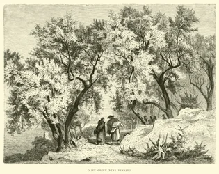 Olive Grove near Venafro