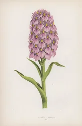 Orchis Foliosa