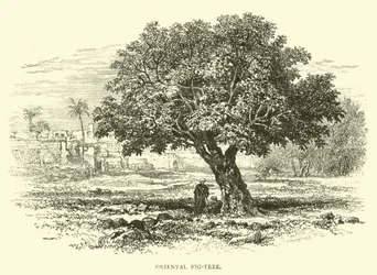 Oriental Fig-Tree