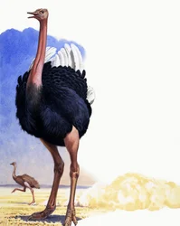 Ostrich