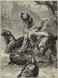 Otter hunting in the north
