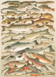 Our British Fresh Water Fish