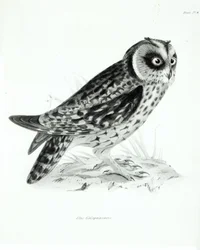 Owl, Plate 3 from 