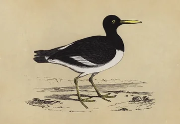 Oyster-Catcher