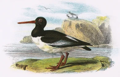 Oyster Catcher