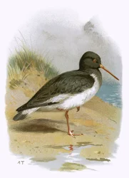 Oyster Catcher