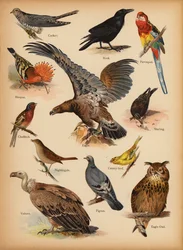 Page from The Little Folks’ Picture Natural History, c 1900