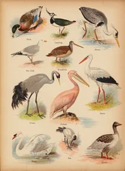 Page from The Little Folks’ Picture Natural History, c 1900