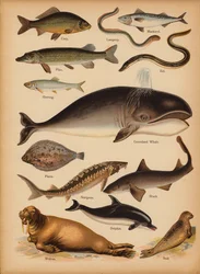 Page from The Little Folks’ Picture Natural History, c 1900