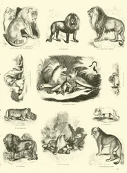 Page from The Pictorial Museum of Animated Nature