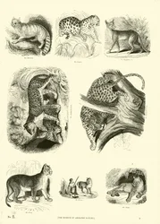 Page from The Pictorial Museum of Animated Nature