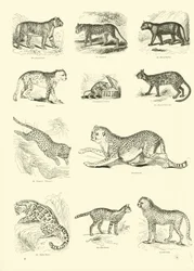 Page from The Pictorial Museum of Animated Nature