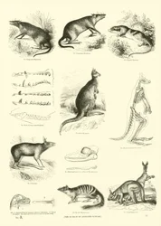 Page from The Pictorial Museum of Animated Nature