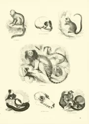Page from The Pictorial Museum of Animated Nature