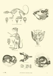 Page from The Pictorial Museum of Animated Nature