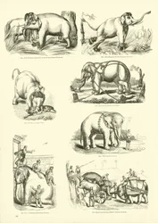 Page from The Pictorial Museum of Animated Nature