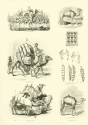 Page from The Pictorial Museum of Animated Nature