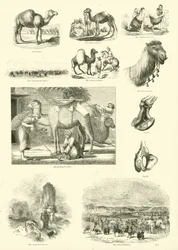 Page from The Pictorial Museum of Animated Nature