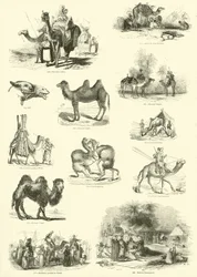 Page from The Pictorial Museum of Animated Nature