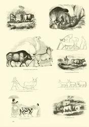 Page from The Pictorial Museum of Animated Nature