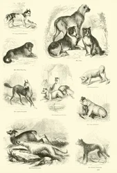 Page from The Pictorial Museum of Animated Nature