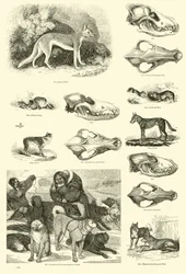 Page from The Pictorial Museum of Animated Nature