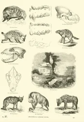 Page from The Pictorial Museum of Animated Nature
