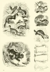 Page from The Pictorial Museum of Animated Nature