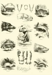 Page from The Pictorial Museum of Animated Nature