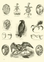 Page from The Pictorial Museum of Animated Nature
