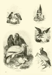 Page from The Pictorial Museum of Animated Nature