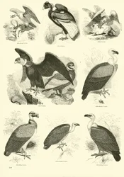 Page from The Pictorial Museum of Animated Nature