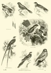Page from The Pictorial Museum of Animated Nature
